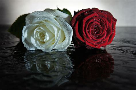 Roses, lilies, orchids, tulips, sunflowers, irises, carnations Roses, grief | Bloemen
