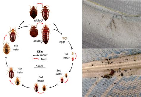 How To Prevent And Avoid Bed Bugs Bed Bug Prevention Steps