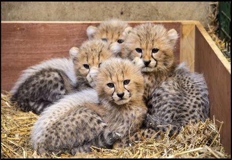Cheetah Cubs Make Their Debut At Longleat Discover Animals
