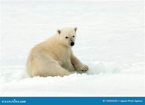 Ijsbeer Polar Bear Ursus Maritimus Stock Image Image Of Ursus Jong