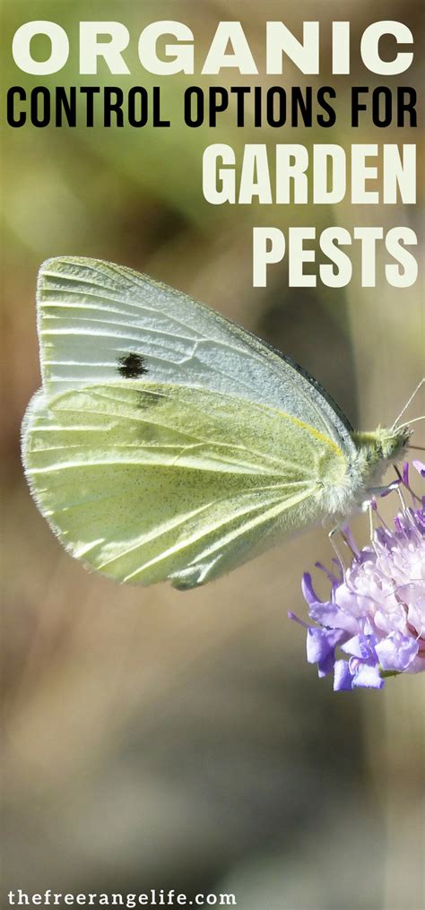 Almost everyone that has attracted this invasive species to their yard has asked themselves this question. How to Get Rid of Common Bugs on Your Plants- Naturally ...
