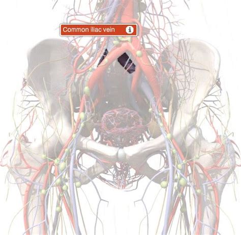 Scopri ricette, idee per la casa, consigli di stile e altre idee da provare. Common Iliac Vein Anatomy, Function, and Diagram ...