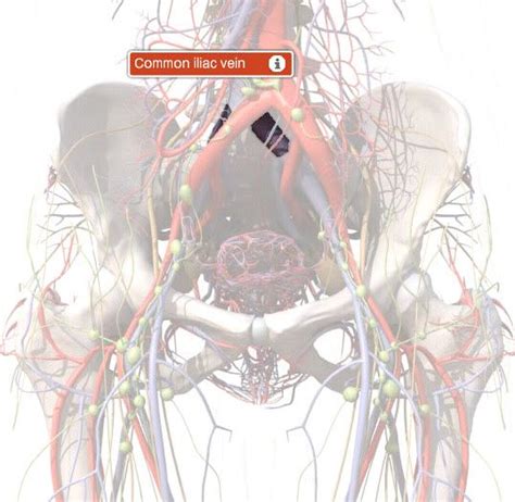 Eye veins, human red blood vessels, blood system. Common Iliac Vein Anatomy, Function, and Diagram ...