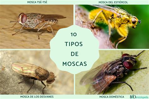 10 Tipos De Moscas Nombres Y Fotos