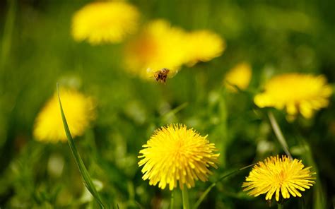 1920x1080 Crow Grass Dandelions Coolwallpapersme