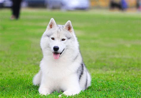 The Siberian Husky Dog Complete Guide And Facts Animal Corner