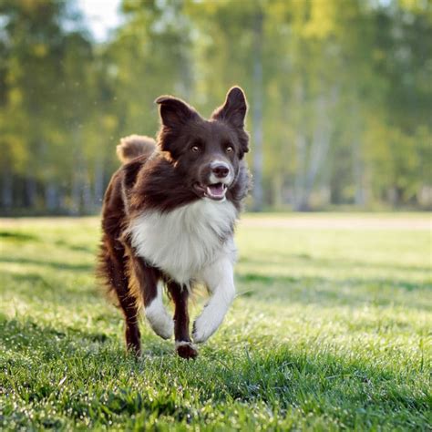 We did not find results for: Dog urine damage on your lawn | Cardinal Lawns