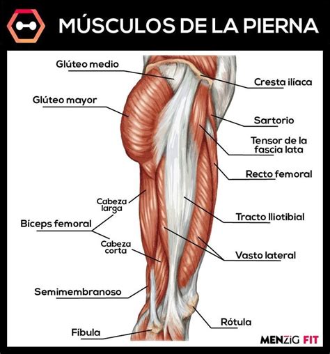 Musculos De La Pierna Anatomia Medica Anatomia Anatomia Y Images