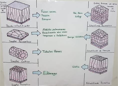Tecidos Epiteliais Tecido Epitelial Membrana Plasmática Histologia
