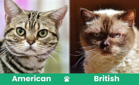 American Shorthair Cat Vs British Shorthair Cat Whats The Difference