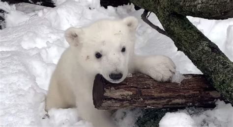 This Baby Polar Bear Playing In The Snow At The Detroit Zoo Will Melt