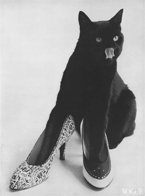 Honey Kennedy Cat Shoes Cat Fashion Cats