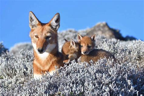 Wolf Ethiopian Wolf Critically Endangered With Pups In The Bale