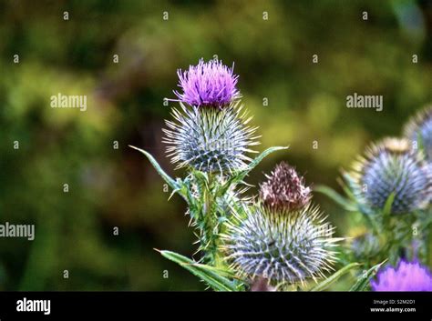 Scottish Thistle Stock Photo Alamy