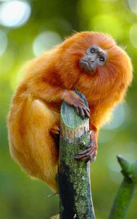 Golden Lion Tamarin - Monkey Facts and Information Primates, Mammals