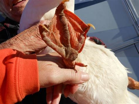 There are four breeds of chicken that have black insides, and all of them possess the same genetic mutation. Duck with swollen, painful, ankle pics post 4 PLEASE LOOK ...