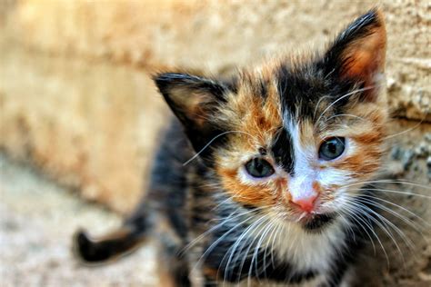 Cute Kitten Baby Cat Free Stock Photo Public Domain Pictures