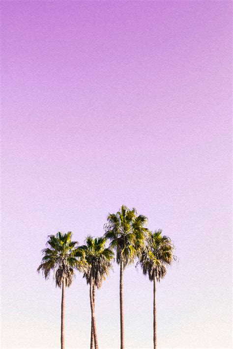 Aesthetic Palm Tree Phone Wallpapers Top Free Aesthetic Palm Tree