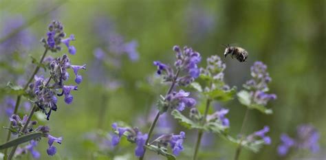 Maybe you would like to learn more about one of these? Catmint/catnip - planting, care and tips - live-native.com