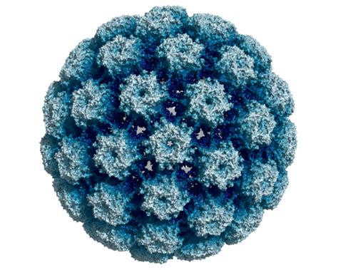 The article presents the features of interaction of human papilloma virus (hpv) with the immune system, emphasizes the. HPV-Impfung und Therapie von Feigwarzen - Dr. Martin ...