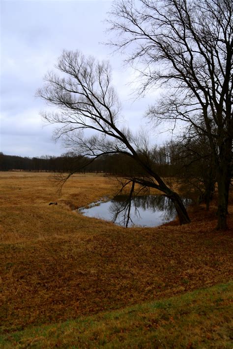 Free Images Landscape Tree Nature Forest Grass Wilderness