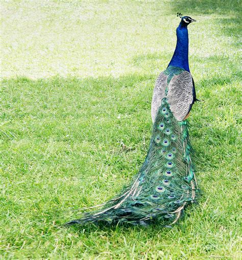Beautiful Male Peacock On The Grass Photograph By Valentina Photos