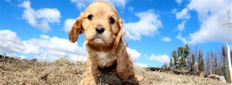 Breeders hope that cavapoo puppies will unite the sweet and gentle personality of the cavalier king charles spaniel with the dignified athleticism of a poodle. Find US Cavapoo Breeders - A Complete List By State & Region