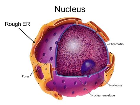 Check spelling or type a new query. Organelles & Cell Membrane Chapter 3 Section 3 - *Welcome ...