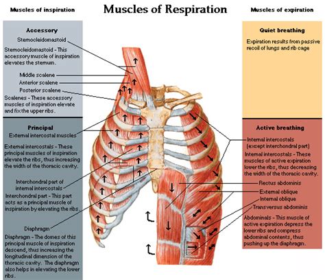 Learn about each muscle, their locations & functional anatomy. muscles of the chest shoulder and upper limb origin and insertion - ModernHeal.com