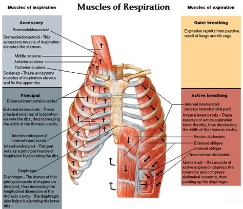 Search for the anterior muscles of the torso (trunk) are those on the front of the body, including the muscles of the chest, abdomen, and pelvis. muscles of the chest shoulder and upper limb origin and ...