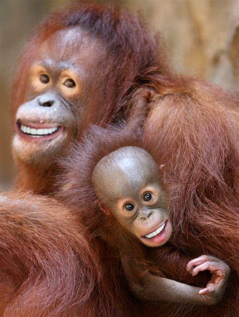 20 Animals With Joe Bidens Teeth Photos Huffpost Latest News