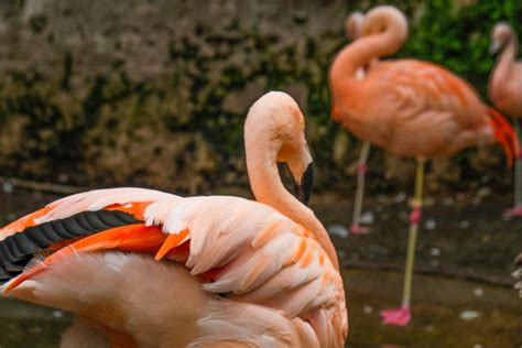 Gay Flamingo Couple Breaks Up After Pride Month Shenanigans Lgbtq Nation Lgbtq Breaking News