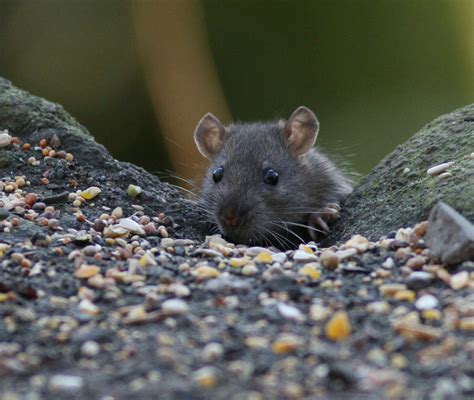 Common Rodents In Pennsylvania And Tips To Prevent A Home Infestation