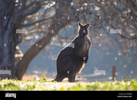 Large Male Common Wallaroo Macropus Robustus Nsw Australia Stock