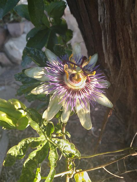 The Flower Of A Passion Fruit Vine I Discovered In My Yard Rgardening