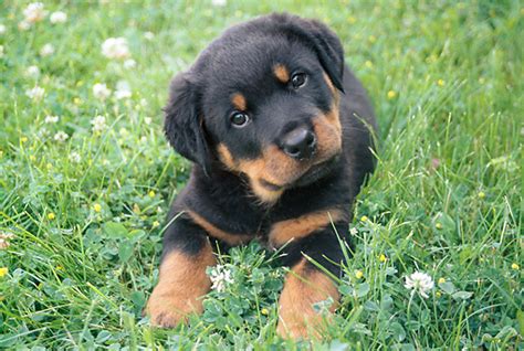 Maybe you would like to learn more about one of these? Rottweiler Puppies Cute Pictures