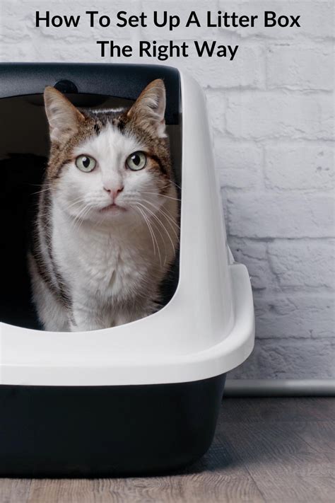 How To Set Up A Litter Box The Right Way Plus Cleaning And Maintenance