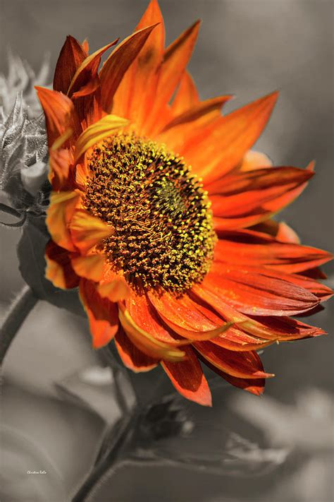 Selective Color Sunflower Photograph By Christina Rollo Fine Art America