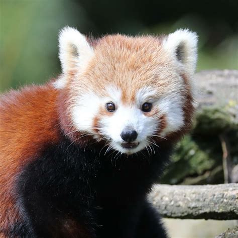 Parrainer Un Panda Roux Inès Parrainage Zooparc