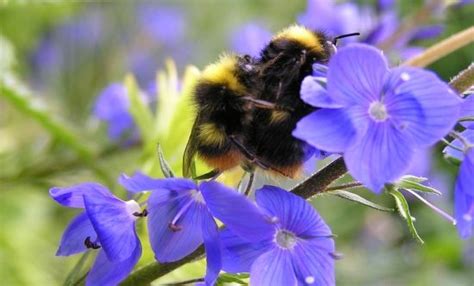 Lifecycle Bumblebee Conservation Trust Conservation Bumble Bee