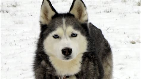 Siberian Husky Play In Snow First Winter Snow Dog In Snow Wordless