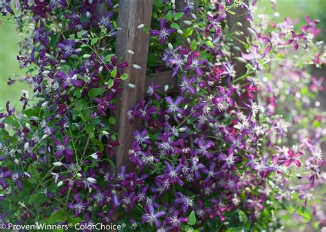 This article gives step by step instructions on pruning clematis. 'Sweet Summer Love' Clematis | Wyoming Plant Company