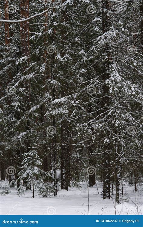 Melting Of The Snow In Forest Stock Image Image Of Abstract Outdoor