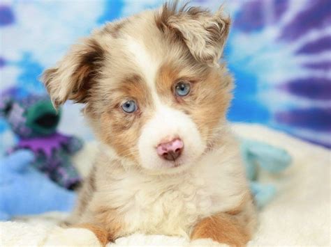 Последние твиты от puppies 'n love (@puppiesnloveaz). Checkout this cute Toy Aussie (#24384) at Animal Kingdom | Puppies N Love in 2020 | Toy aussie ...