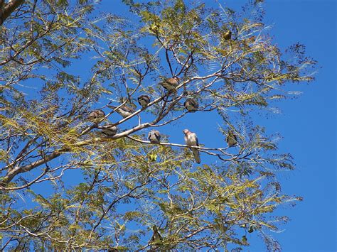 Birds Sitting In Tree Free Stock Photo Public Domain Pictures