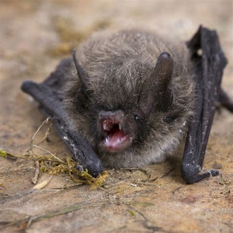 Little Brown Bat Covenant Wildlife