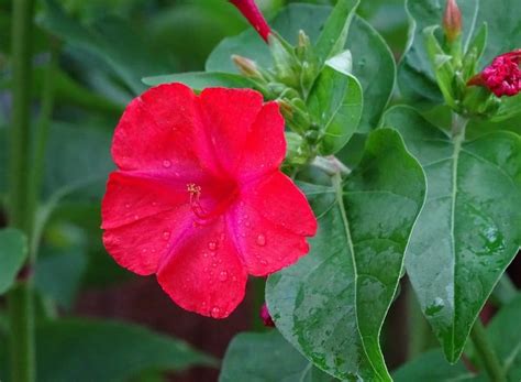 37 flowers that attract hummingbirds to keep in your homestead. 11 Fragrant Perennial Flowers For The Perfect Scented Garden