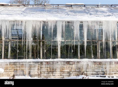 Sharp Icicles On The Roof Of The Greenhouse In Sunny Winter Day On The