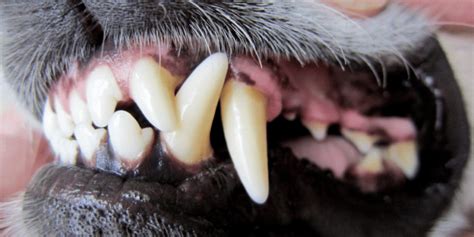 How Many Teeth Do Dogs Have Dog Corner