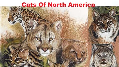 Cats Of North America All Wild Cat Species Of North America Youtube